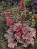 urawka Heuchera 'Cherry Cola'